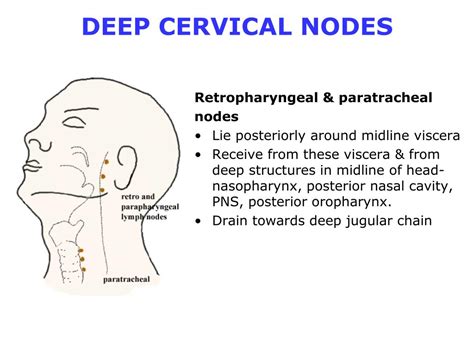 Ppt Overview Cervical Lymph Nodes Powerpoint Presentation Free All In