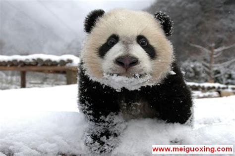 Cute Pandas Playing In The Snow Is Everything You Need Right Now