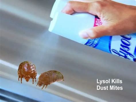 Does Lysol Kill Dust Mites How To Use The Disinfectant Airlucent