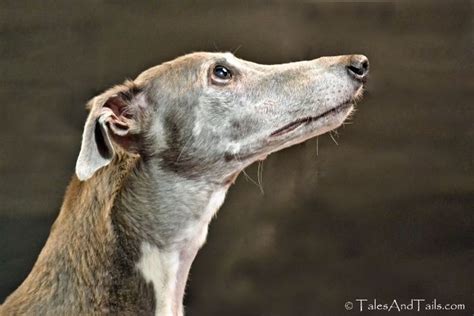 Fifty Shades Of Greyhound Tales And Tails Grey Hound Dog I Love