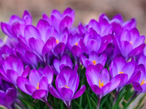 Free download latest wallpapers for computer and facebook covers. Crocuses-beautiful purple flowers-HD Wallpapers for laptop ...