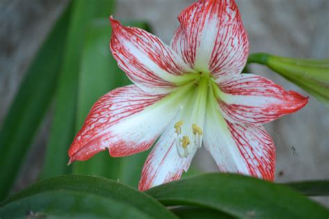 Red And White Lily By Newnham2013 On Deviantart