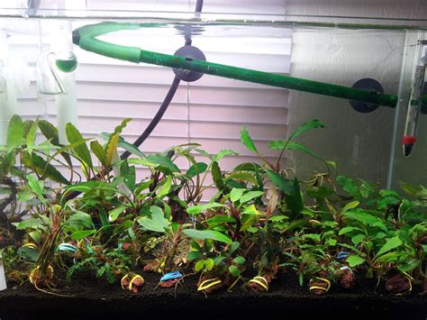 Bucephalandra Emersed And Submersed Tanks The Planted Tank Forum