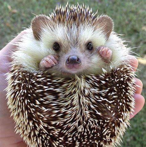 These 30 Cute Hedgehogs Will Kill You With Cuteness