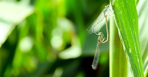 Dragonflies Making Love Imgur