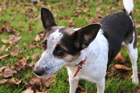10 Free Rat Terrier And Dog Images