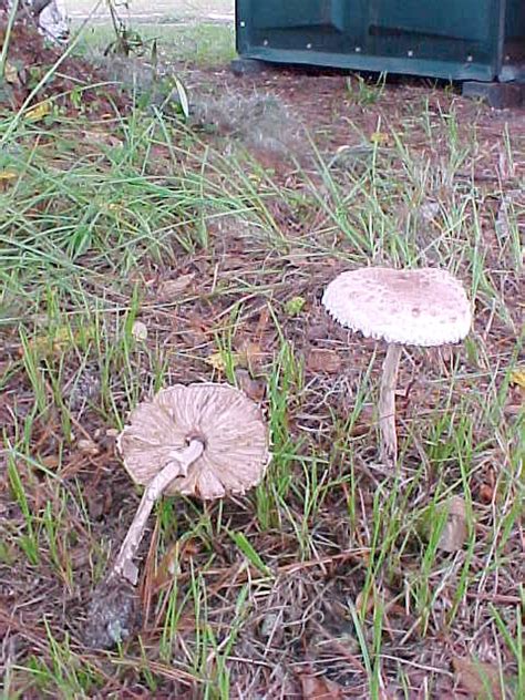 Some Of The Mushrooms I Found Last Weekend In Live Oak Fla Mushroom