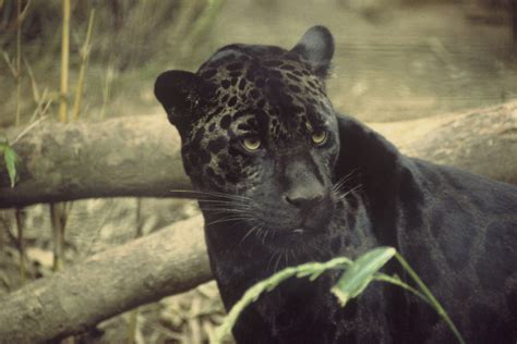 Black Panther Genus Panthera Wiki Image Only