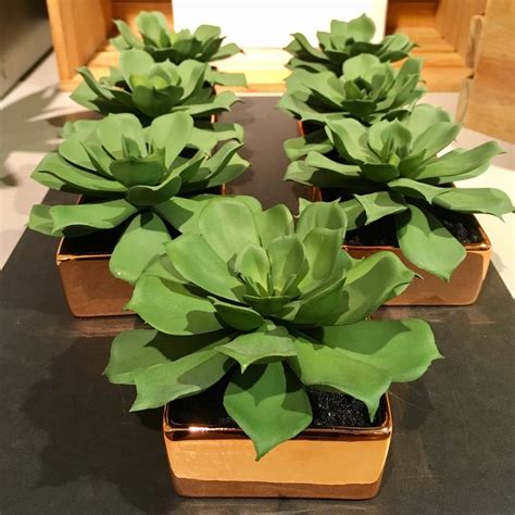 Healthy roots look white and fleshy. Fake Plants That Look Great from CB2 & Target - Welcome ...
