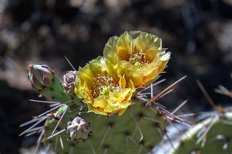 Free Images Cactus Flower Produce Botany Flora Fauna Wildflower