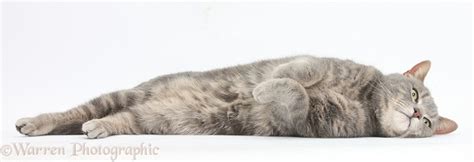 Silver Tabby Male Cat Photo WP