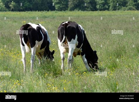Backside Cow Hi Res Stock Photography And Images Alamy