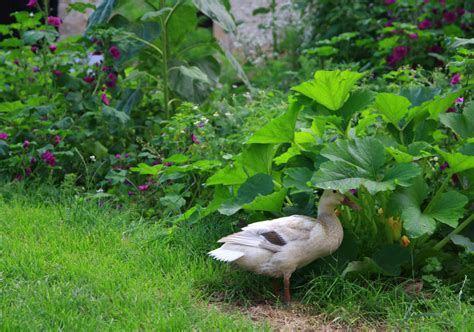 Weitere ideen zu permakultur, garten, permakulturgarten. Der Permakultur-Garten » Die 12 Prinzipien der Permakultur