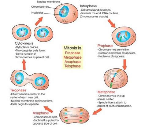 Cell Division Phases Cell Division