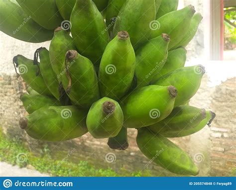 Green Banana Fruit Stock Photo Image Of Citrus Green 205574848