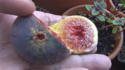 Growing Fig Trees In Containers Reality Check Youtube