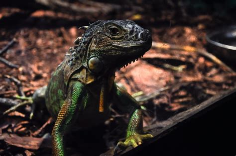 Free Images Wildlife Zoo Tropical Iguana Fauna Lizard Close Up
