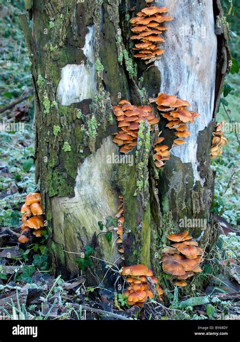 Honey Fungus Armillaria Mellea Uk Stock Photo Alamy