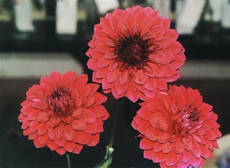 Shop at tableclothsfactory for the best selection of artificial flowers and plants that are adored by many for their timeless and effortless elegance. Artificial Flowers and Arrangements For Sale and Order ...