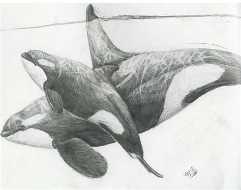 Two Orcas By Liquidspoof On Deviantart