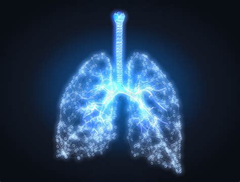 Human Lungs With Bronchi And Pulmonars Alveoli Conceptual Artwork Img