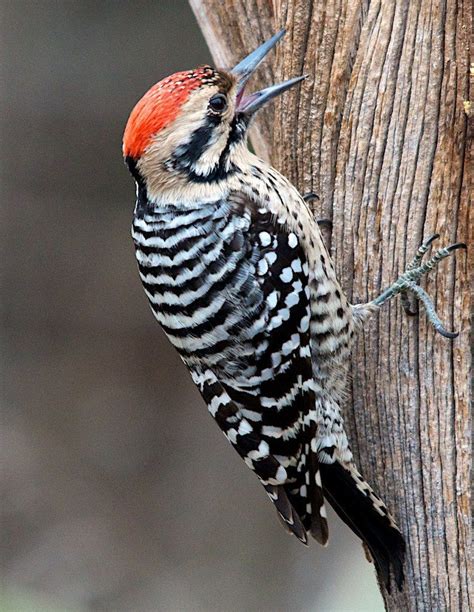 Know Your Birds Woodpeckers Of North America Cottage Life