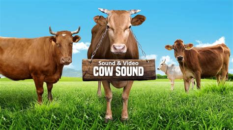 Animal Sounds Cow Mooing And Eating Grass Youtube