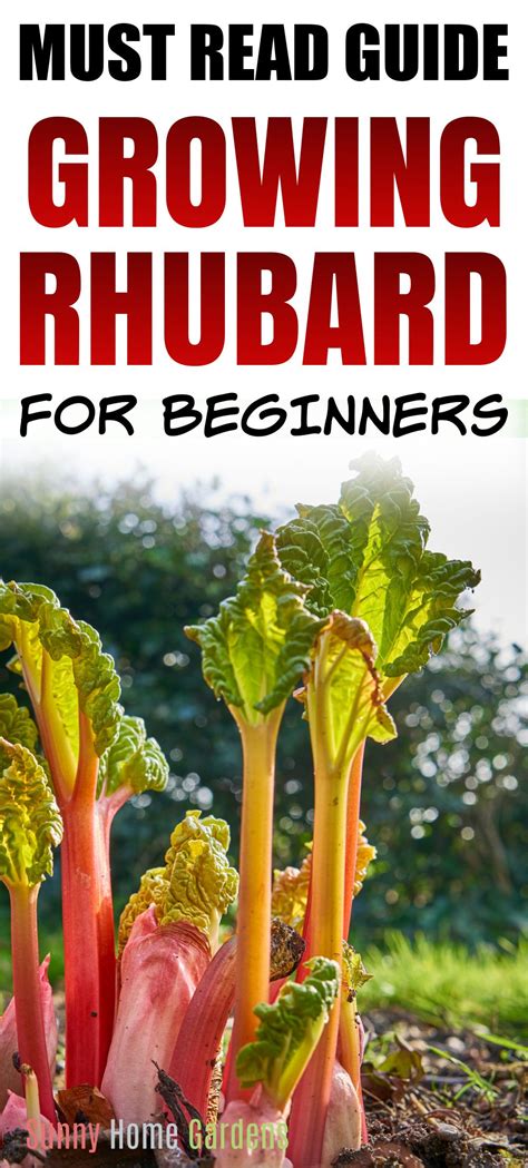 How To Grow And Care For Rhubarb Growing Rhubarb Rhubarb Plants