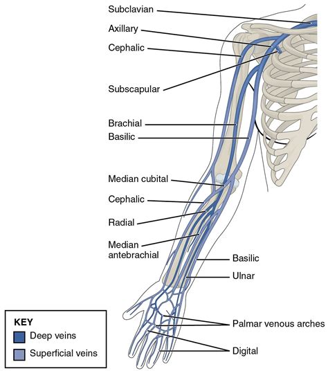 Right Arm Veins Diagram Printable Diagram Arteries And Veins