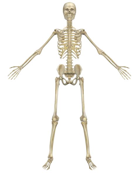 Appendicular Skeleton 2 Diagram Quizlet