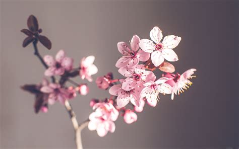 Pink Spring Flowers Mac Wallpaper Download Allmacwallpaper