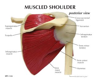 Human anatomy diagrams show internal. Female Shoulder Muscles Diagram - Pin on Exercise : The human shoulder is made up of three bones ...
