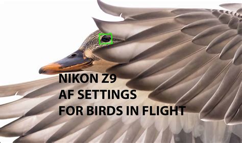 Nikon Z9 Autofocus Af Settings Guide For Birds In Flight