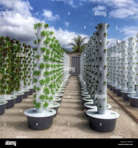 Soil Free Aeroponic Vertical Planters Allow Urban Dwellers To Grow