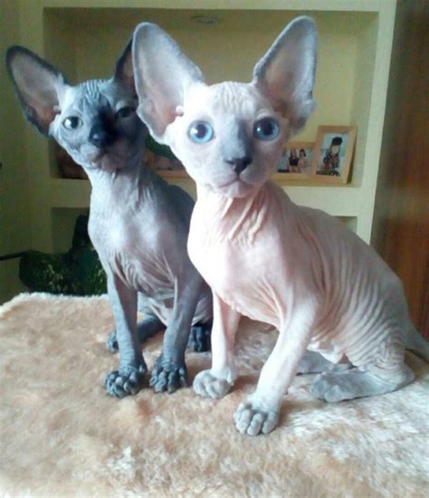 Two Hairless Cats Sitting On Top Of A Bed
