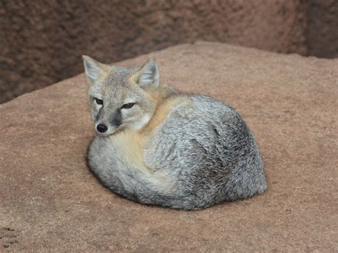 The Online Zoo Swift Fox