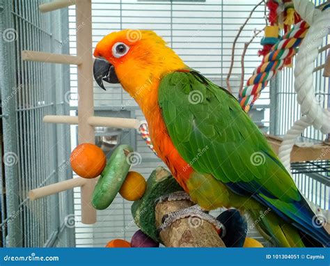 Colorful Jenday Conure Parrot Pet In Cage Stock Image Image Of