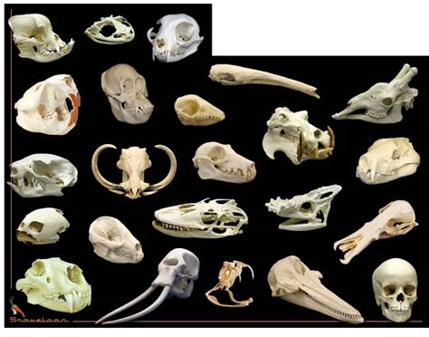 Animal Skulls Purposegames