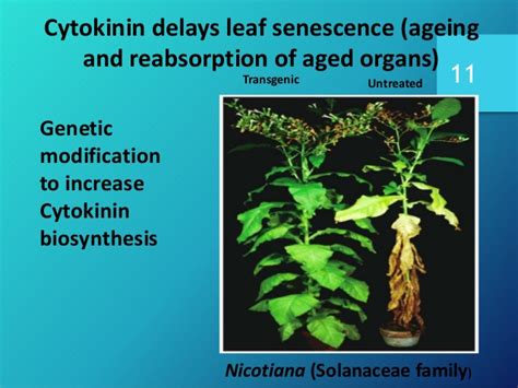 The hormones are regulated in different tissues during the different development stages. Plant Growth Hormones