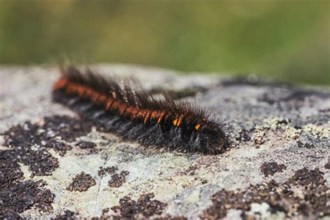 Black Fuzzy Caterpillar Stock Photos Pictures And Royalty Free Images