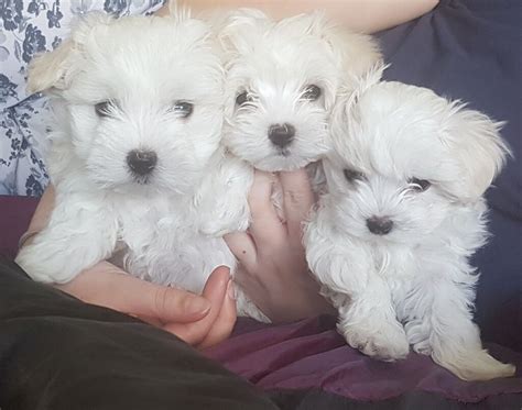 Adorable Maltese Puppies For Sale In County Antrim Gumtree