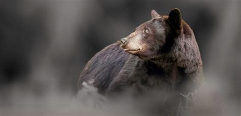 Vidéo Un ours attaque un sanglier aux USA Chasse Passion