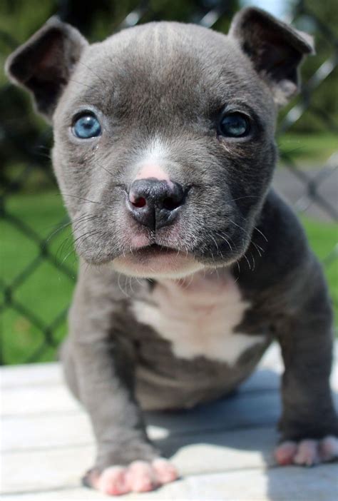 Blue Nose Pitbull Bullmastiff Mix Pitbull Dogs