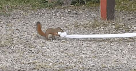 Not So Sneaky Squirrel Gets Caught Stealing Toilet Paper And Has Everyone In Stitches