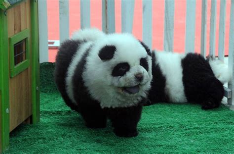 These Chow Dogs In China Were Made To Look Like Pandas Metro News