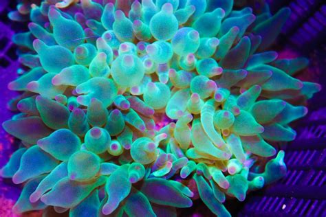 Green Bubbletip Anemone Frag Box Corals