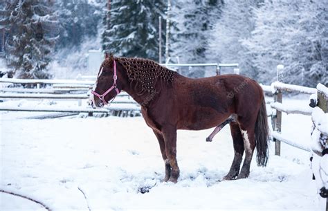 Premium Photo Brown Horse With Erect Penis In Winter