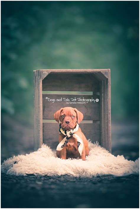 Pet Portraits Photography, Puppy Portraits, Puppy Photography, Newborn