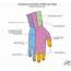 Cutaneous Innervation Of Hand  Student Doctor Network