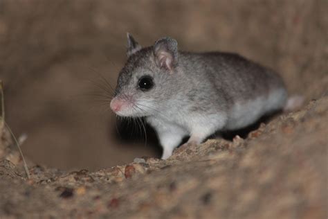 Northern Grasshopper Mouse Emerging From Burrow By Treyviathan On